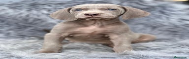 Weimaraner Cachorro 3