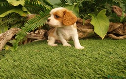Cavalier King Charles Spaniel perros en venta: Cavallier hembra  - Imagen 2
