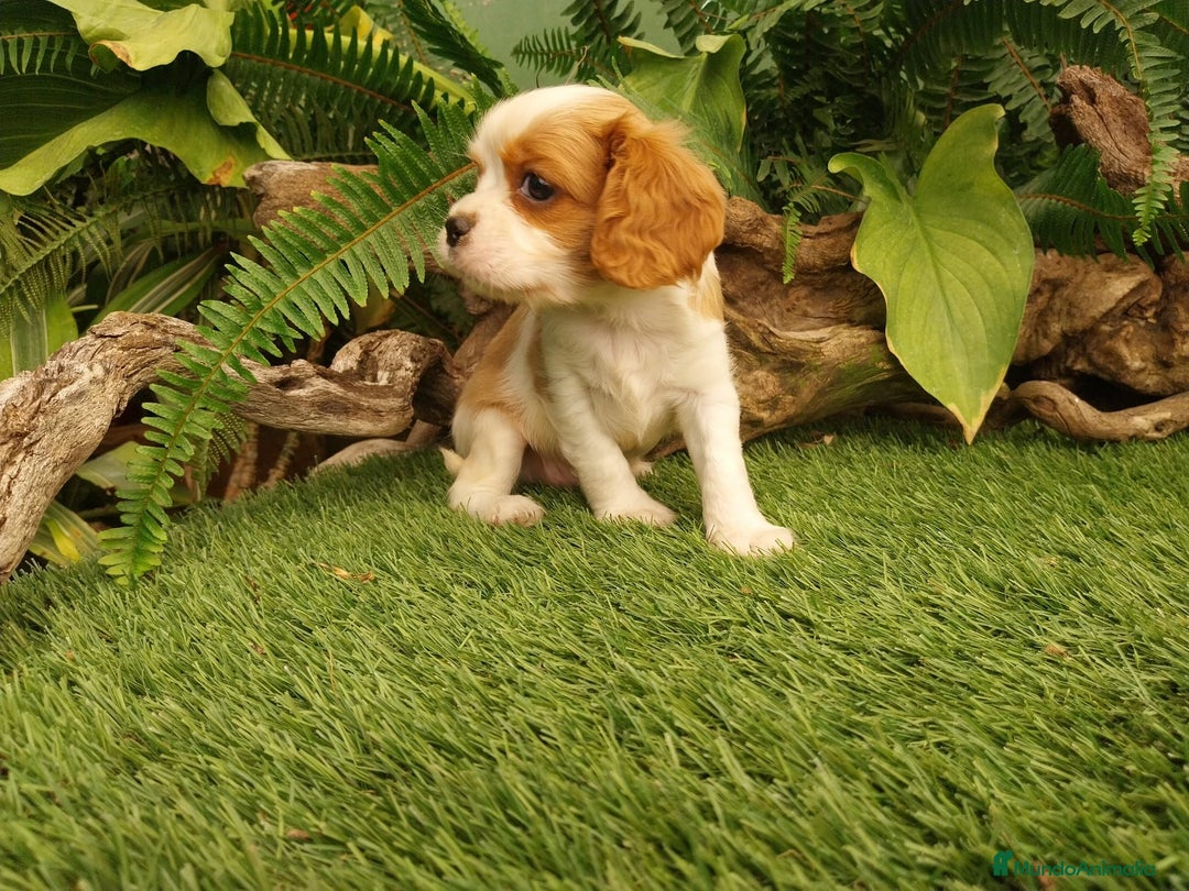 Cavalier King Charles Spaniel perros en venta: Cavallier hembra  - Imagen 2