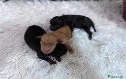 Caniche Toy perros en venta: CANICHE TOY HEMBRAS - Imagen 8