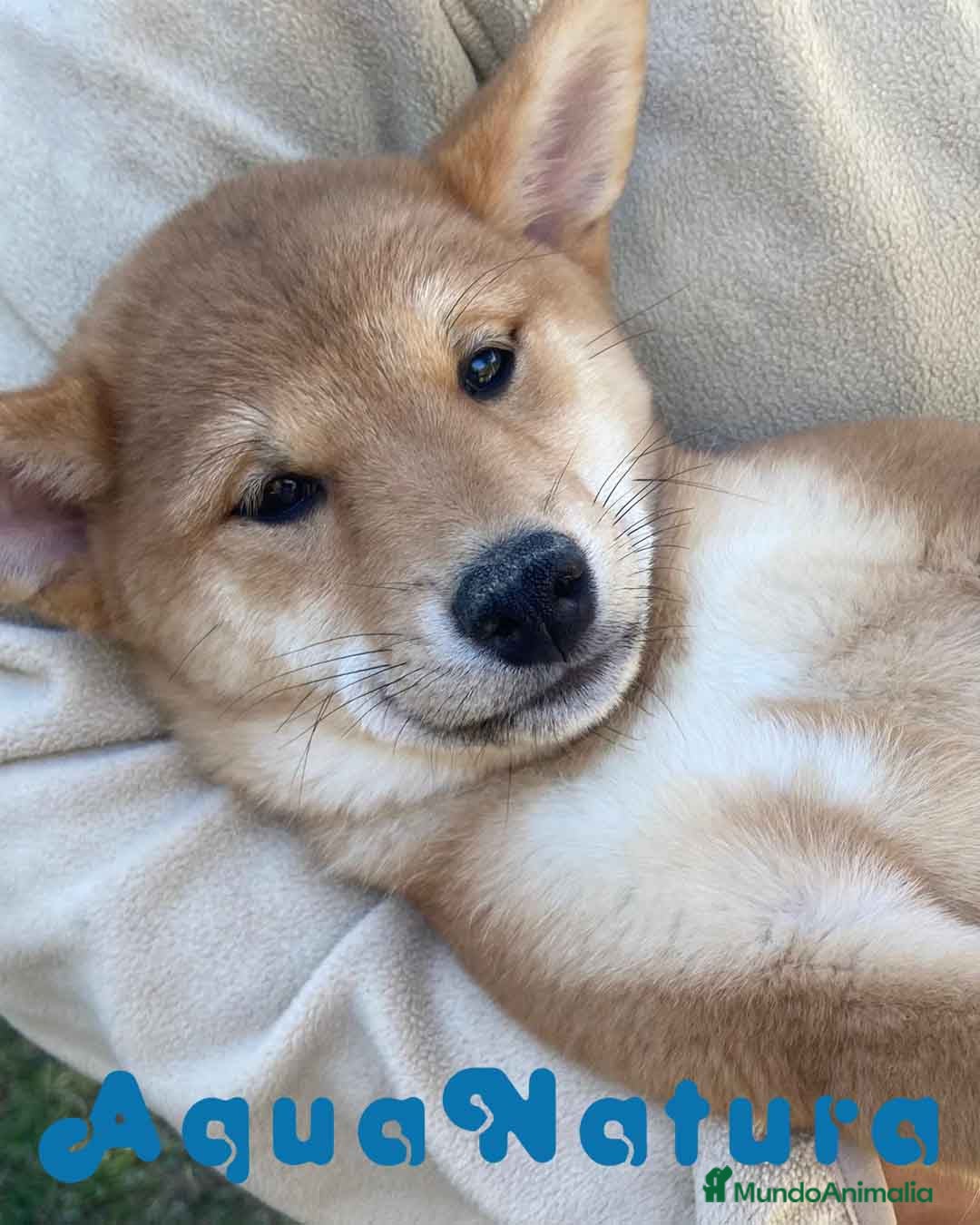 Shiba Inu perros Shiba Inu Hembra 5293 de Mar - AQUANATURA en Barcelona - Anuncio 2