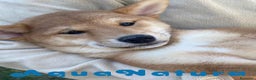 Shiba Inu perros en venta: Shiba Inu Hembra 5293 de Mar - AQUANATURA en Barcelona - Anuncio 2