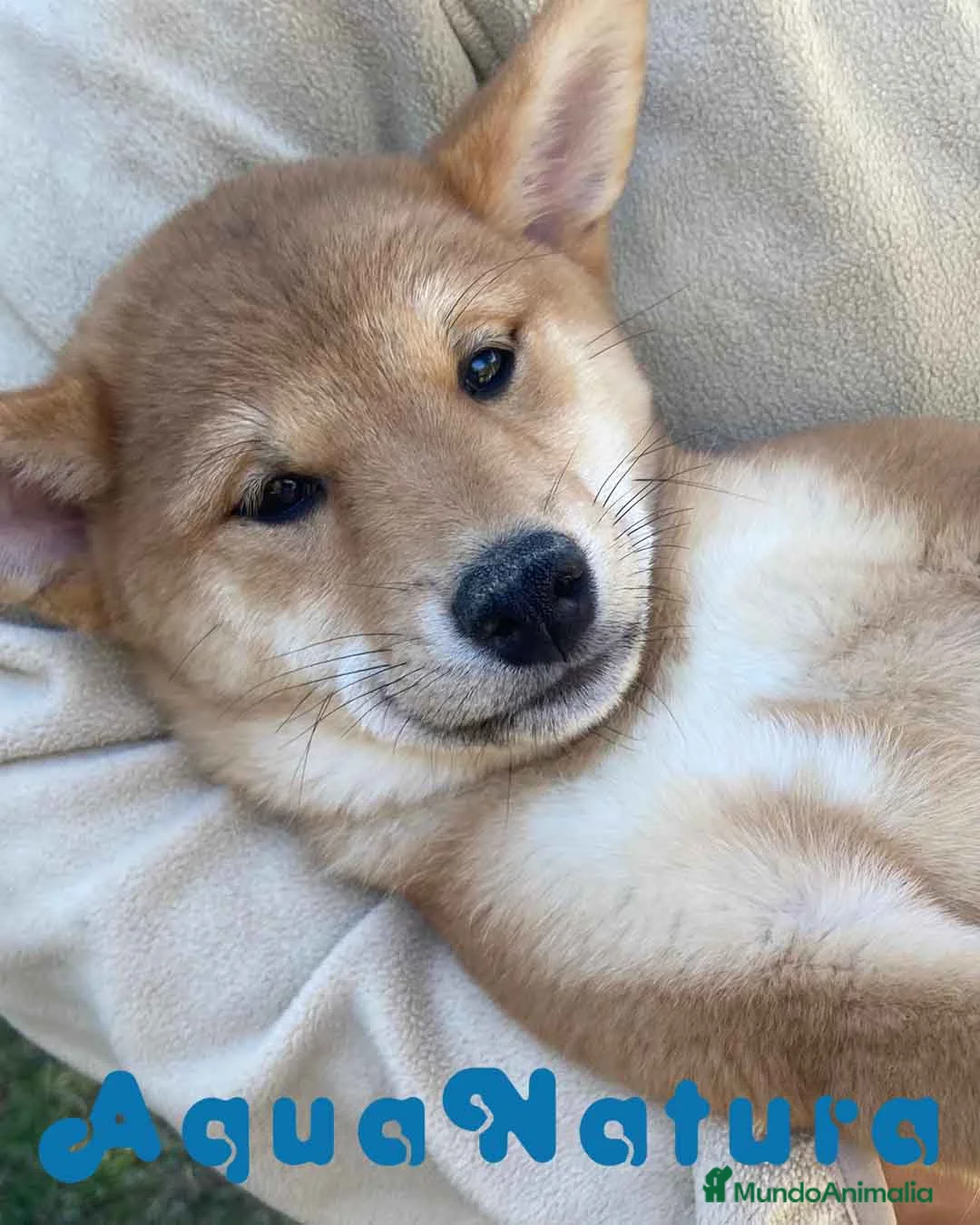 Shiba Inu perros en venta: Shiba Inu Hembra 5293 de Mar - AQUANATURA en Barcelona - Anuncio 2