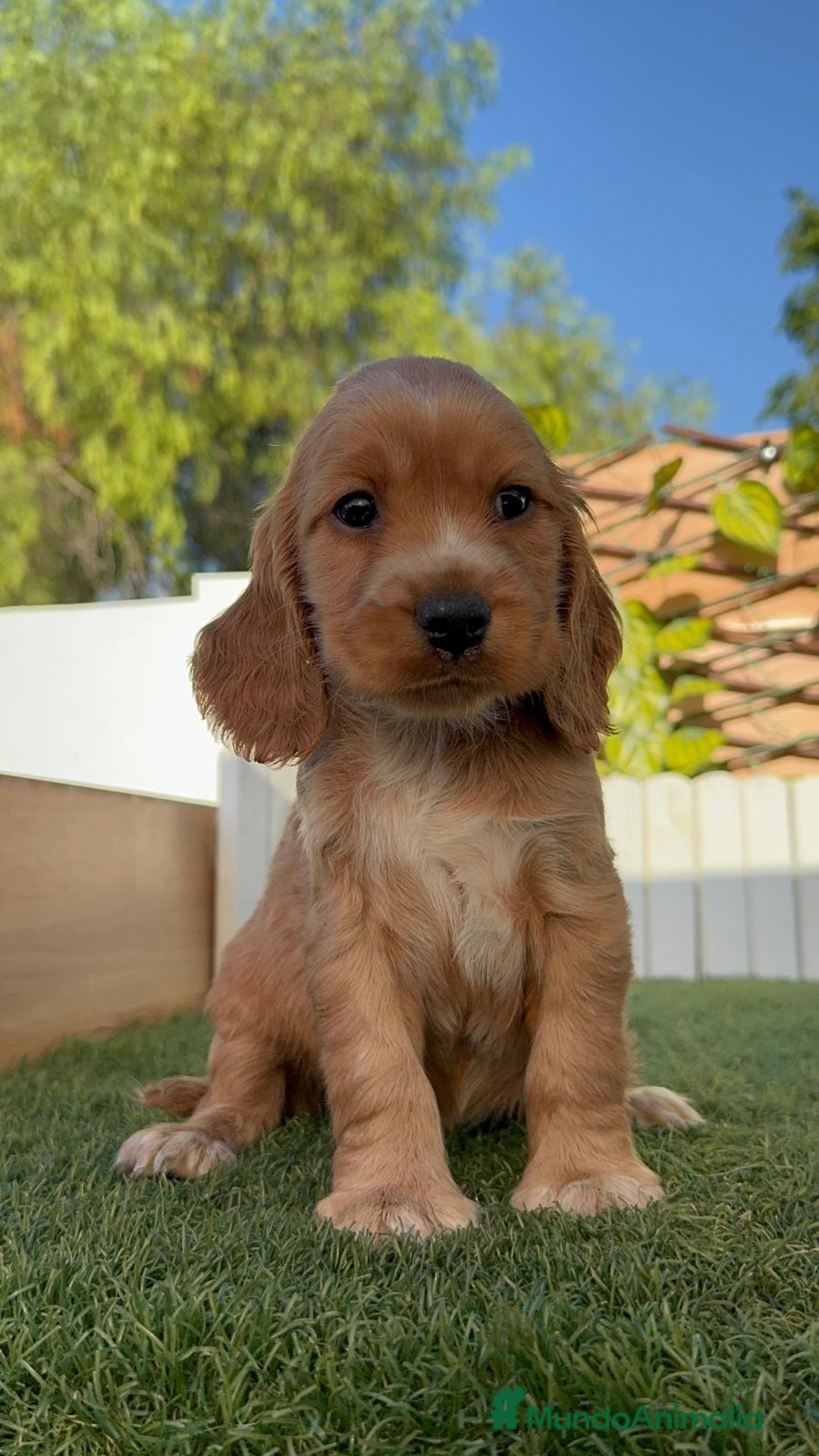 Cocker Spaniel Inglés perros en venta: COCKER SPANIEL INGLES MACHO - Imagen 10