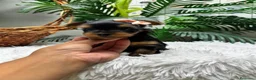 Yorkshire Terrier perros en venta: YORKSHIRE TERRIER HEMBRAS - Anuncio 33