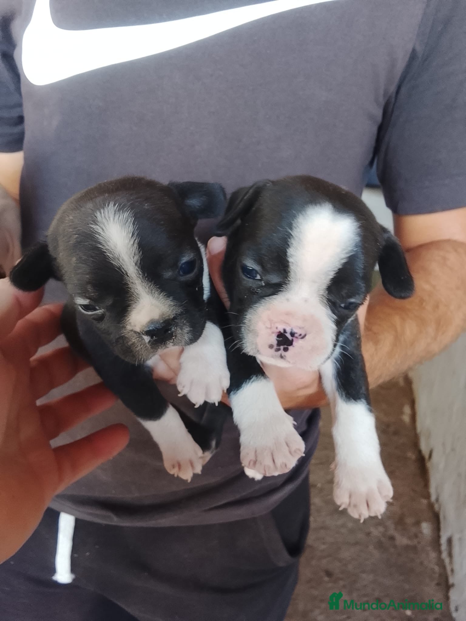 Bulldog Francés perros Cachorros de bulldog francés  - Anuncio 1