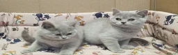 Británico de Pelo Corto gatos en venta: British Shorthair lilac  - Anuncio 3