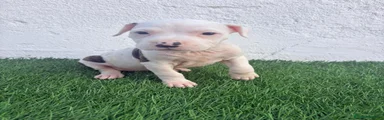 American Staffordshire-Terrier 1