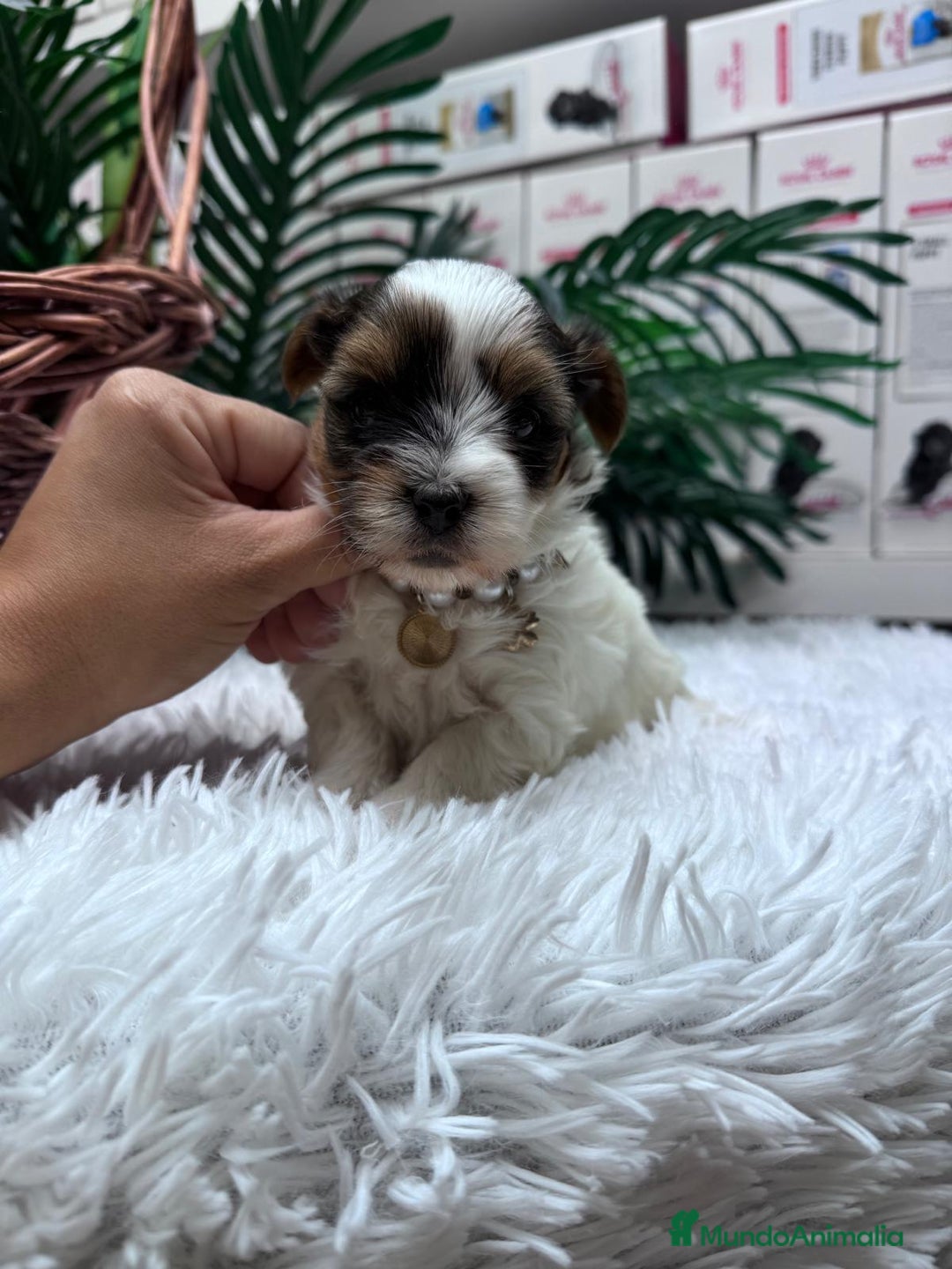 Yorkshire Terrier perros en venta: YORKSHIRE BIEWER HEMBRA - Anuncio 15