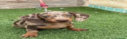 Teckel Miniatura perros en venta: Disponible hembra d teckel arlequín chocolate  - Anuncio 5