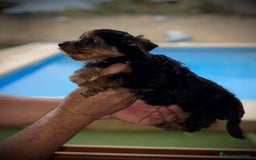 Yorkshire Terrier perros en venta: Yorkshire mini - Imagen 6
