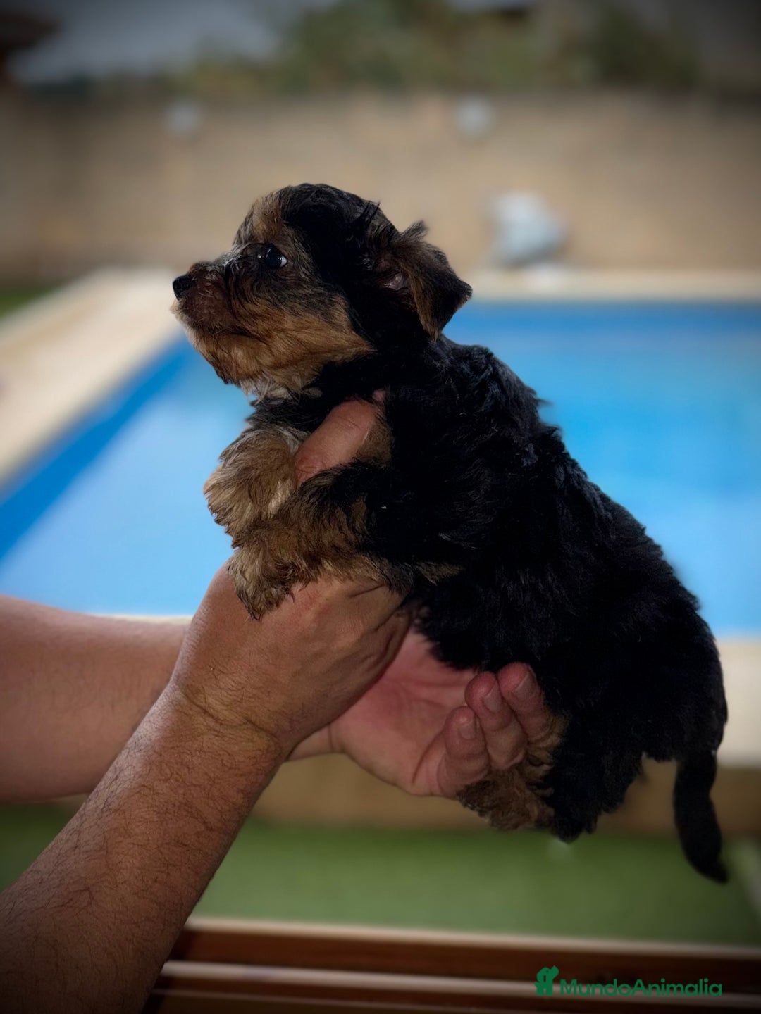 Yorkshire Terrier perros en venta: Yorkshire mini - Imagen 6