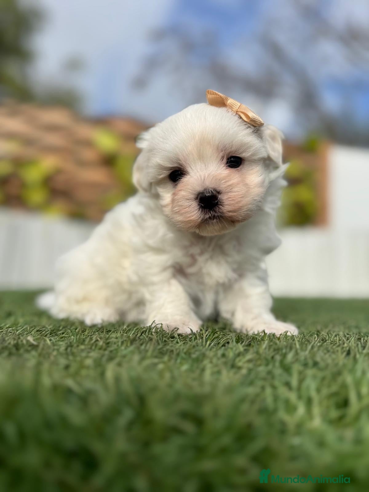 Bichón Maltés perros BICHÓN MALTÉS MACHO - Anuncio 1