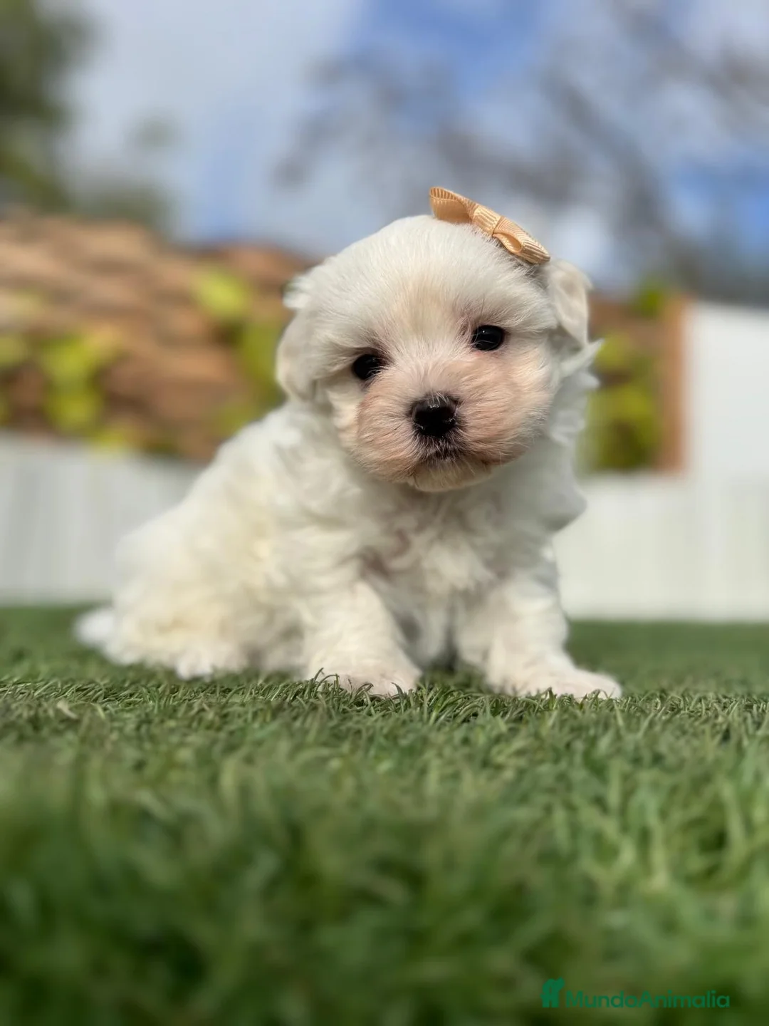 Bichón Maltés perros en venta: BICHÓN MALTÉS MACHO - Anuncio 1