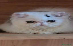 Persa gatos en venta: Gatito Persa - Anuncio 7