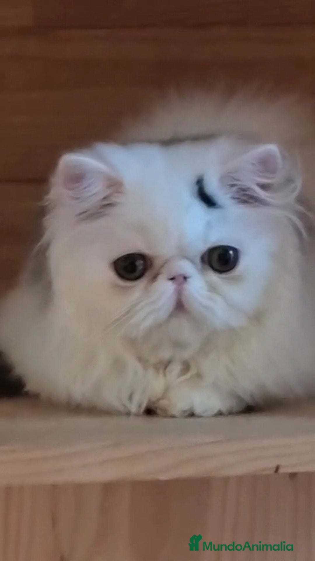 Persa gatos en venta: Gatito Persa - Anuncio 7