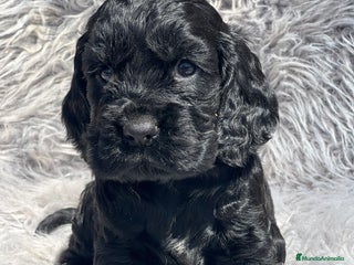 Cocker Spaniel Inglés perros - Anuncio 11