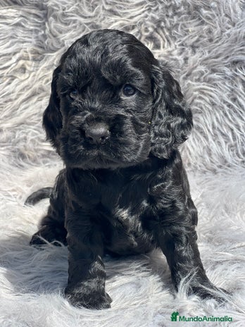 Cocker Spaniel Inglés perros - Anuncio 16