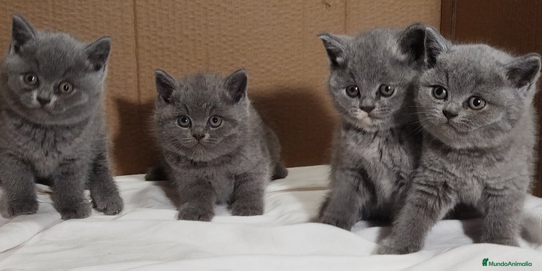 Británico de Pelo Corto Azul gatos en venta: British Shorthair  - Anuncio 9