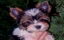 Biewer Yorkshire Terrier a la Pom Pon perros en venta: Yorkshire Biewer  - Imagen 1