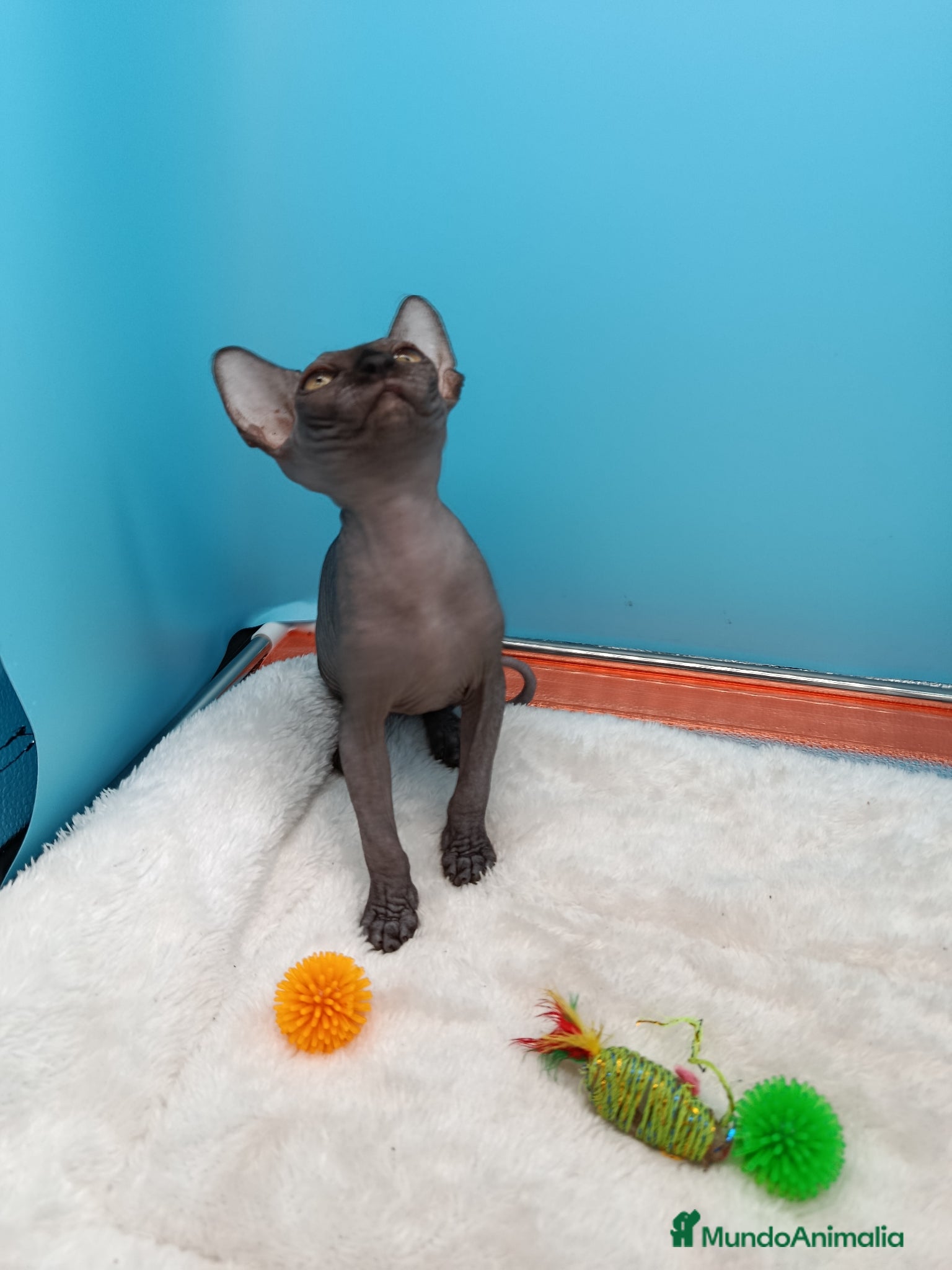 Sphynx gatos en venta: Preciosa gatitos egipcios  - Anuncio 3