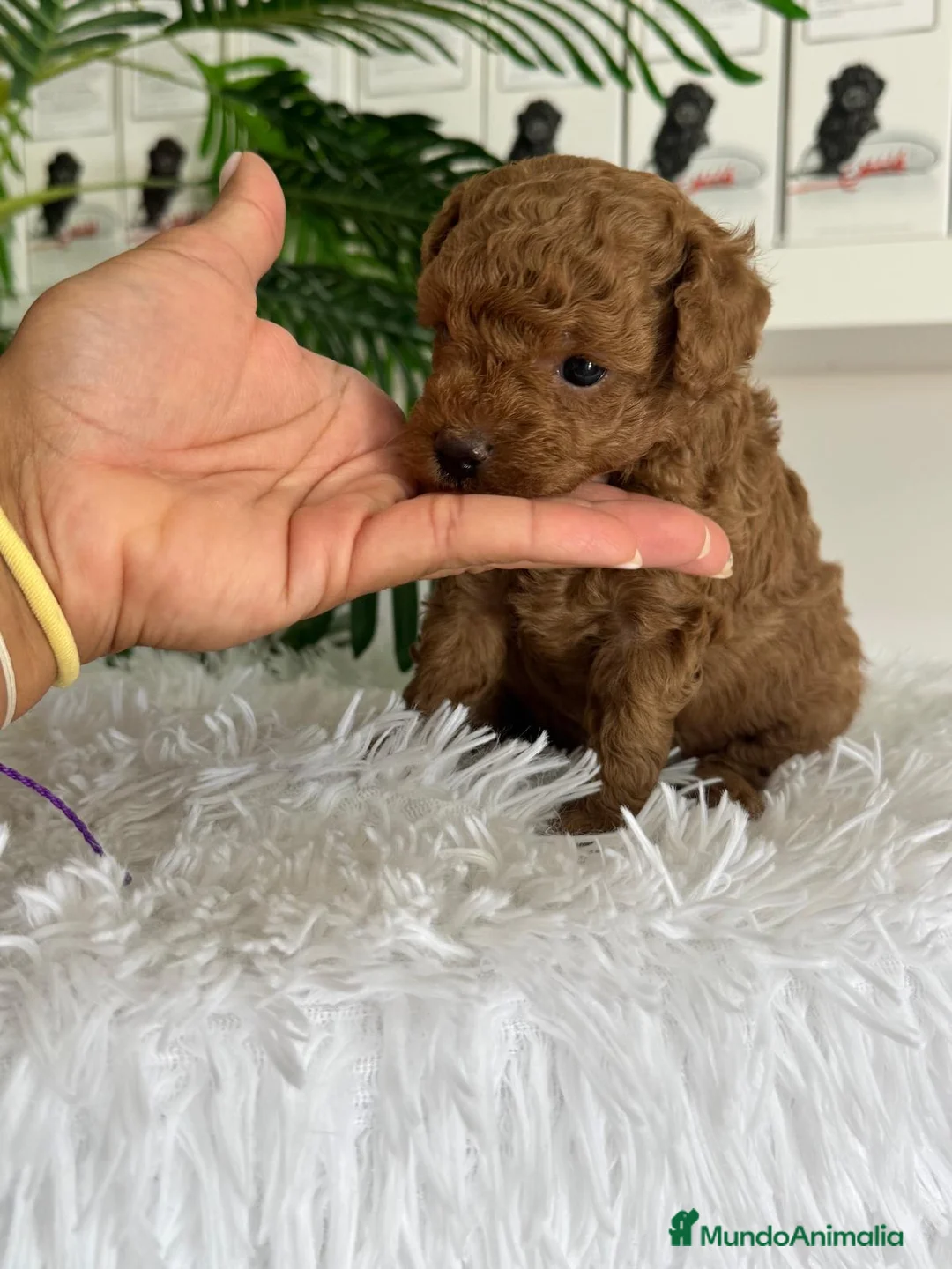 Caniche Toy perros en venta: CANICHE HEMBRA ROJA - Anuncio 10