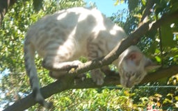 Bengalí gatos en venta: Disponible gatita Bengali - Imagen 2