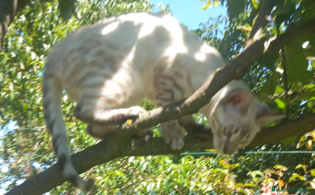 Bengalí gatos en venta: Disponible gatita Bengali - Imagen 2