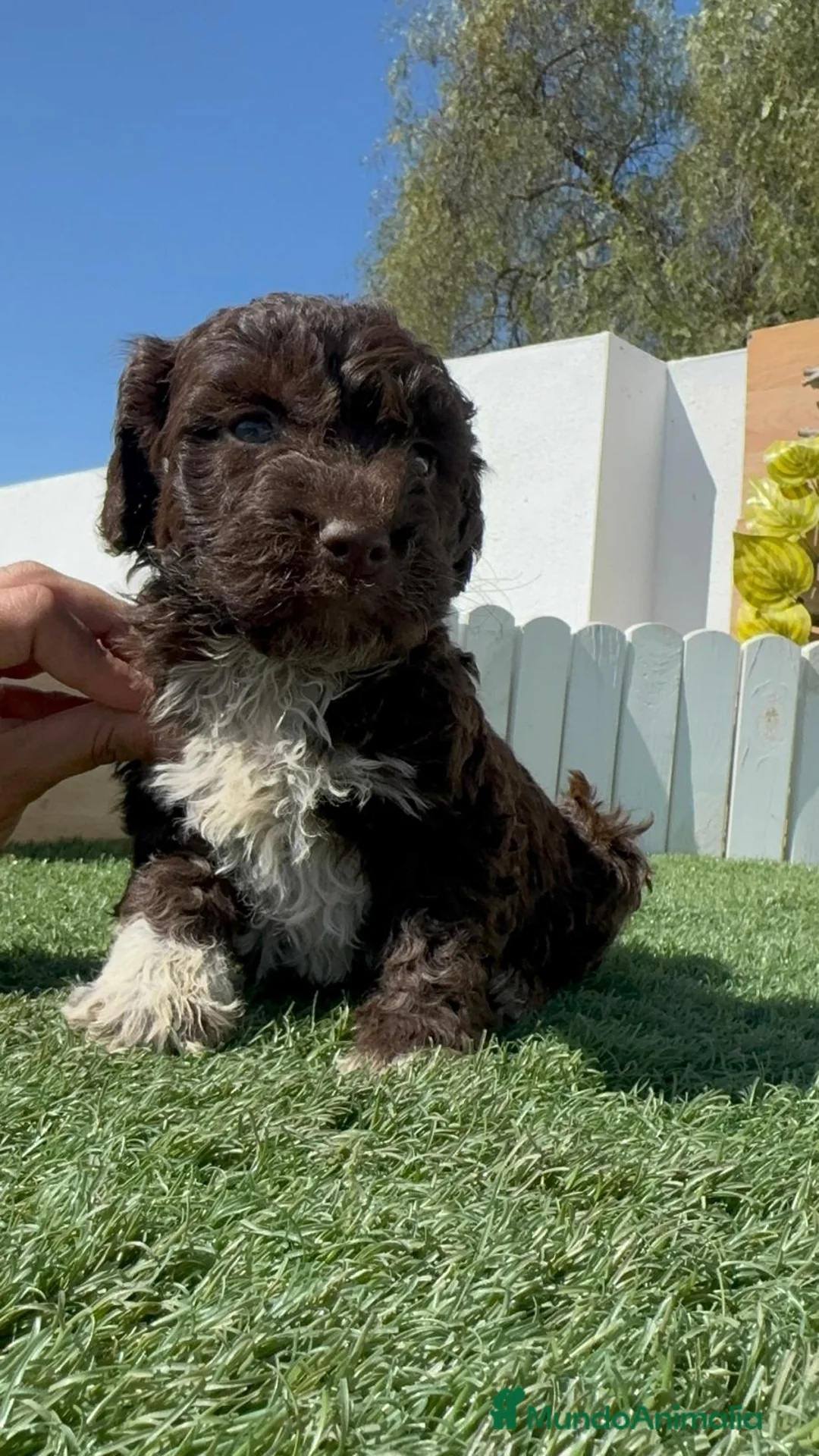 Perro de Agua Español perros en venta: PERRO DE AGUA  - Anuncio 1