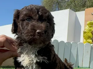 Perro de Agua Español perros PERRO DE AGUA - Anuncio 1
