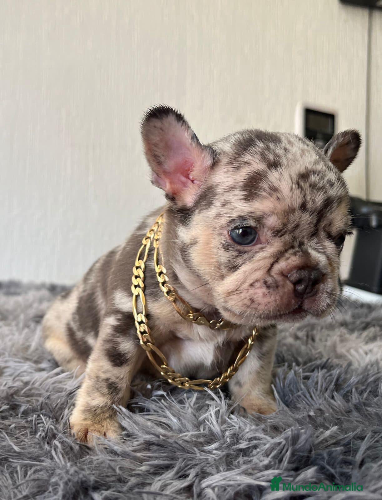 Bulldog Francés perros Bulldog francés exóticos  - Anuncio 2