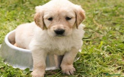 Golden Retriever perros en venta: Golden retriever - Anuncio 2