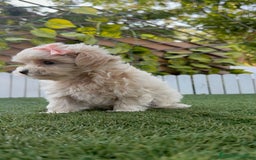 Maltipoo perros en venta: MALTIPOO MACHO EN SEVILLA, ENVIOS A TODA ESPAÑA - Imagen 12