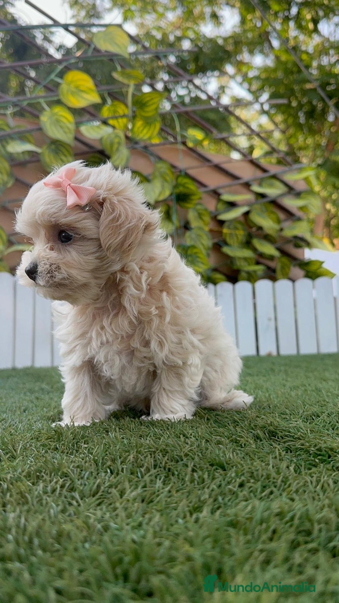 Maltipoo perros en venta: MALTIPOO MACHO EN SEVILLA, ENVIOS A TODA ESPAÑA - Imagen 12