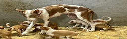 Podenco Ibicenco perros en venta: Podencos ibicencos  - Anuncio 10