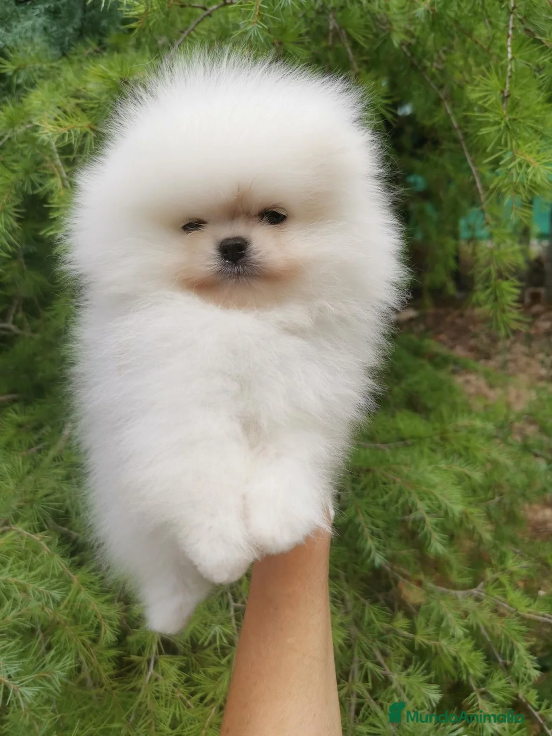 Pomerania perros en venta: Pomerania macho muy chatito  - Anuncio 8