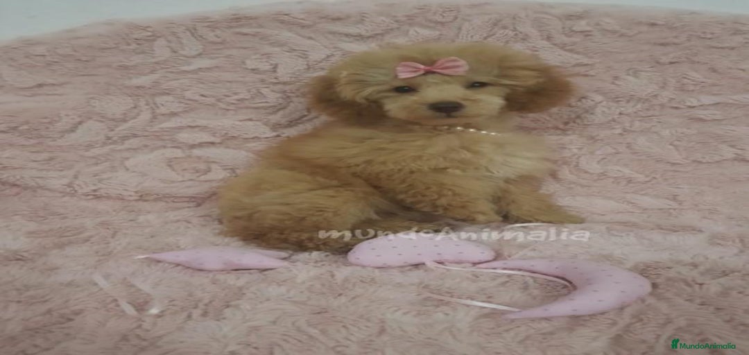 Imagen de galería {{count}}