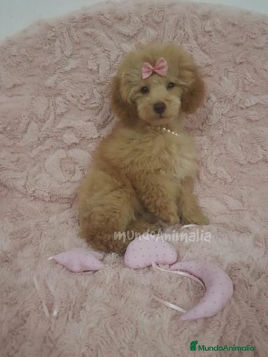 Imagen de galería {{count}}