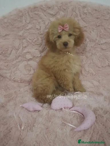 Imagen de galería {{count}}