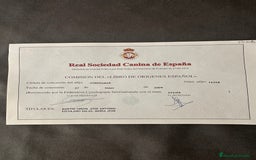 Caniche Enano perros para monta: Caniche enano para montas - Imagen 5