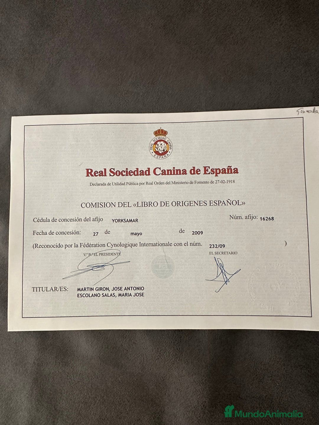 Caniche Enano perros para monta: Caniche enano para montas - Imagen 5