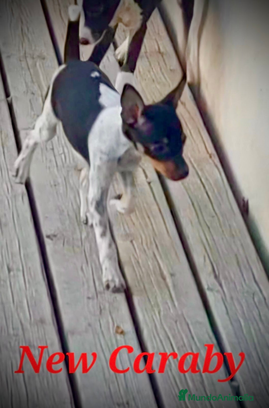 Gos Rater Valencià perros en venta: Gos Rater valencia en caraby  - Anuncio 4