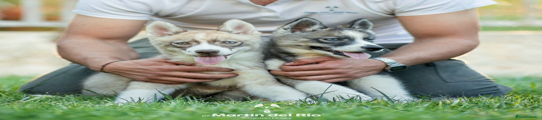 Husky Siberiano Cachorro 2 y 4
