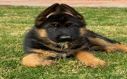 Pastor Alemán perros en venta: CACHORROS DE PASTOR ALEMÁN  - Imagen 2
