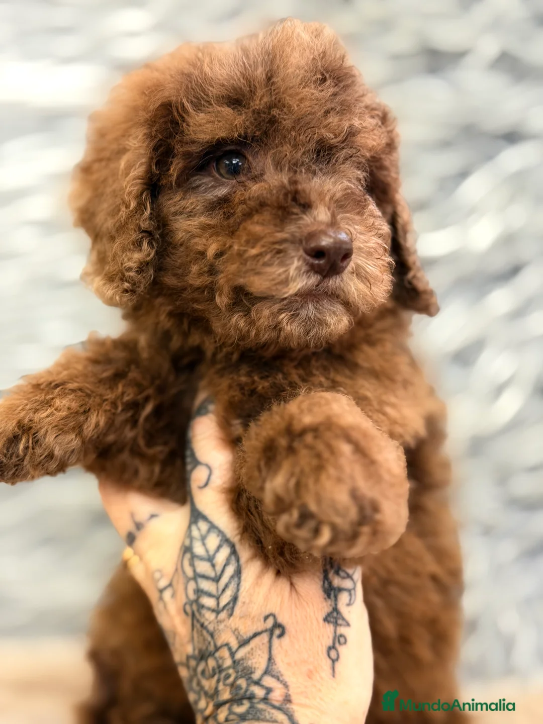 Caniche Enano perros en venta: Caniche Arlequin chocolate  - Anuncio 2