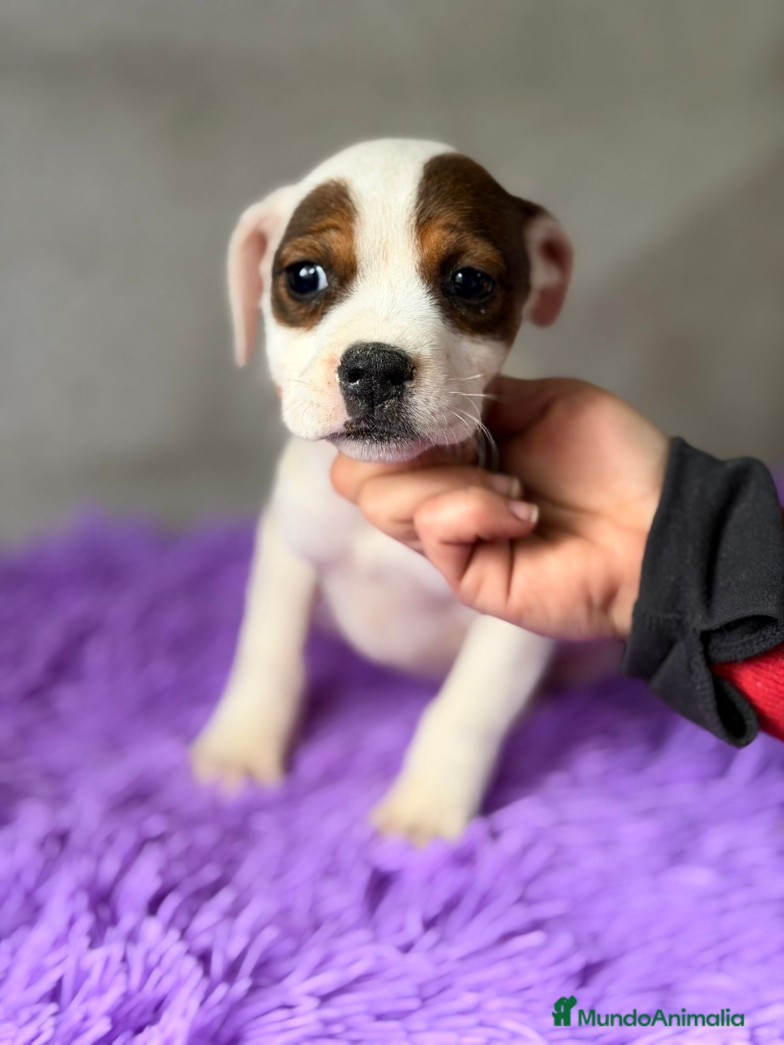 American Staffordshire-Terrier perros STANFORSHIRE BULL DISPONIBLES - Anuncio 1