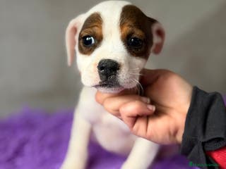 American Staffordshire-Terrier perros STANFORSHIRE BULL DISPONIBLES - Anuncio 1