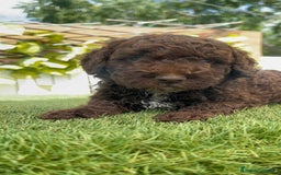 Perro de Agua Español perros en venta: PERRO DE AGUA ESPAÑOL MACHO CHOCOLATE - Imagen 24
