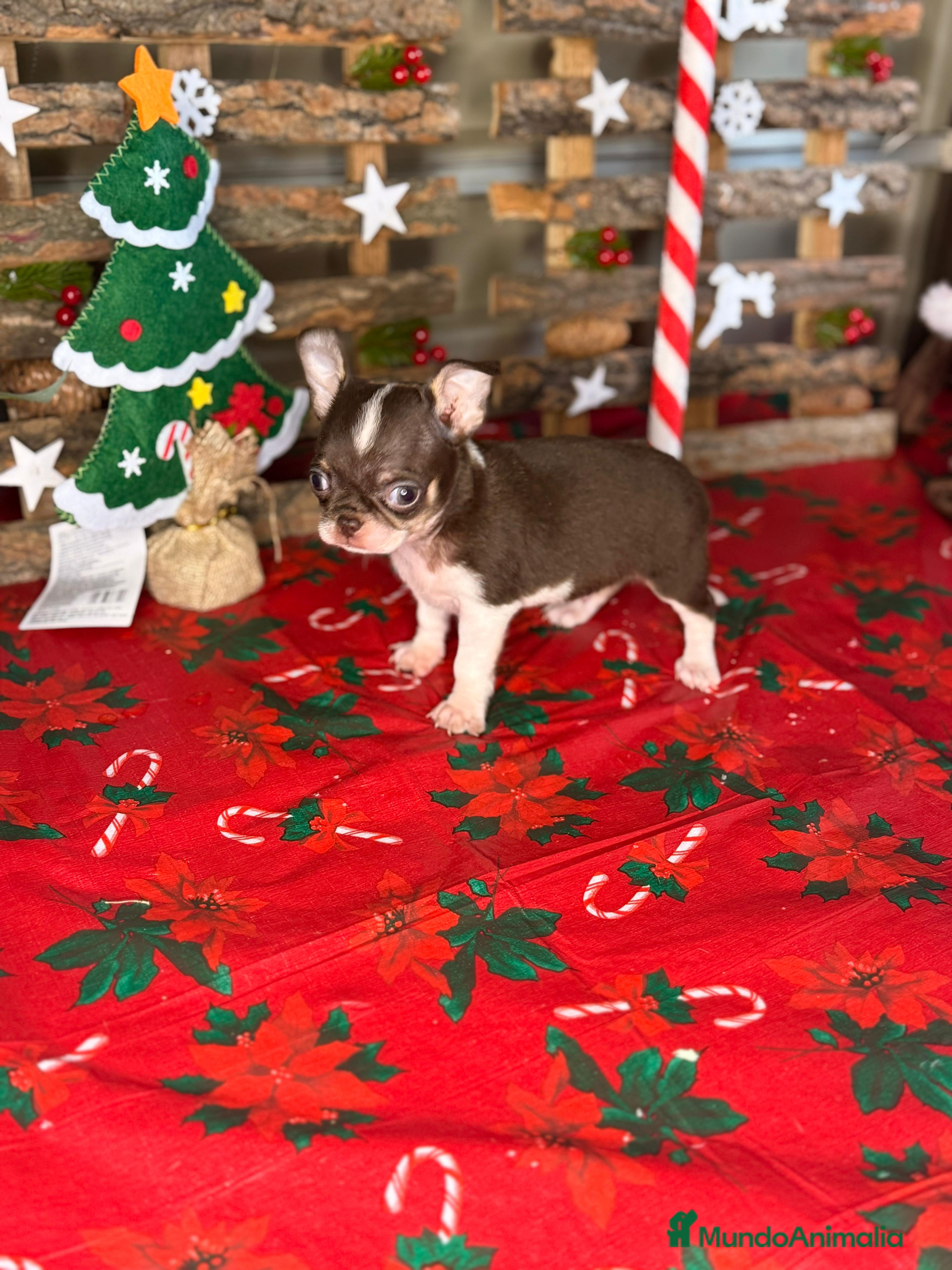 Chihuahua perros Chihuahuas toy - Anuncio 2