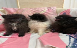 Pomerania perros en venta: POMERANIA MICRO TOY - Imagen 3